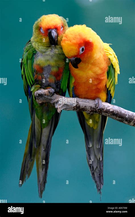 Two Love Birds Stock Photo Alamy
