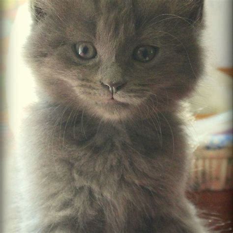 Sweet Fluffy Grey Kitten Grey Kitten Bear Cubs Little Bears Cat