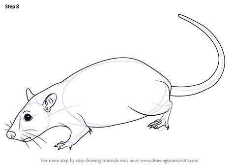 The prey can also be rats and chickens. Learn How to Draw a Rat (Rodents) Step by Step : Drawing ...