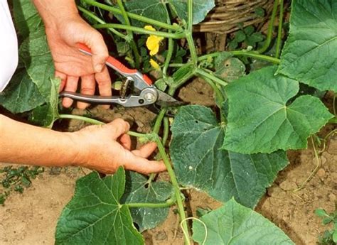 Taille des concombres au potager un travail de professionnel