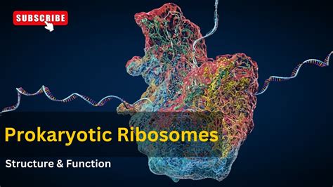Ribosomes Structure And Functions Explained Cell Biology Biology