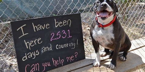 Additionally, you will find that your baby's morning nap — no more than 90 minutes — will shorten, and will be supplemented by a longer afternoon nap, which begins approximately three hours after the end of the morning nap. Dog At Shelter For 2,531 Days Is So Ready To Be Loved ...