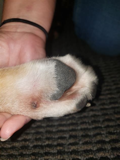 Dogs Foot Is Swollen Likely Due To Restriction From Bandage That Was