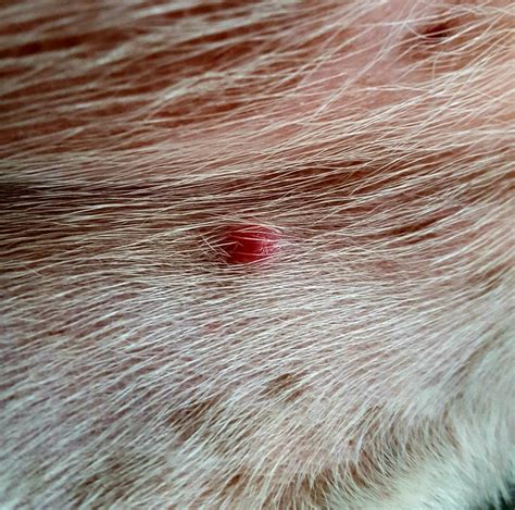 Red Bumps On Dogs Stomach