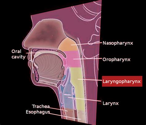 Anatomy Head And Neck Laryngopharynx Article