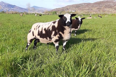 Irish Dutch Spotted Sheep Association Formed By 18 Breeders