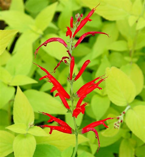 The Top 10 Salvias For Hummingbirds Birds And Blooms