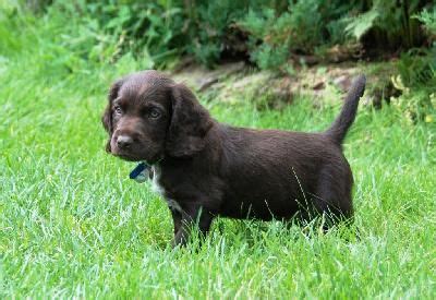 Axle vom flint hills wachtelhunds, owned by virgil brown, photo courtesy of eagle river kennels. Deutscher Wachtelhund, Wachtelhund (German Spaniel), Dog ...