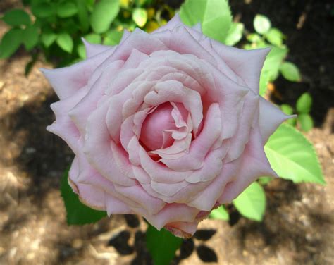 Belindas dream has exceeded my expectations. wagon full of stars: Belinda's Dream Rose