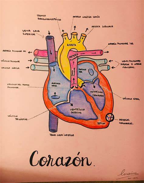 Las Mejores 106 Dibujo Anatomia Del Corazon Gingerappmx