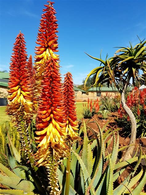 Aloe Hybrid In Flower Johans Hybrids June 2018 Desert Landscaping