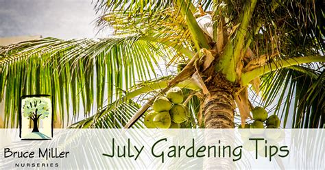 July Gardening Tips Bruce Miller Nursery