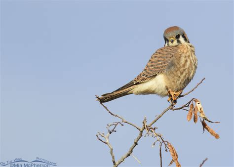 saucy looking female american kestrel on the wing photography