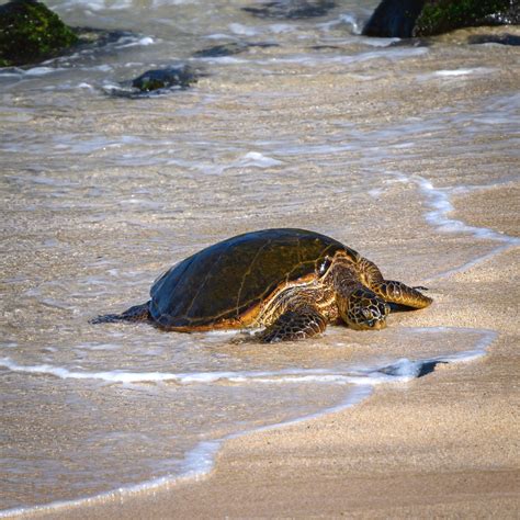 Hookipa Beach Turtle Maui Hawaii Dave Hallock Flickr