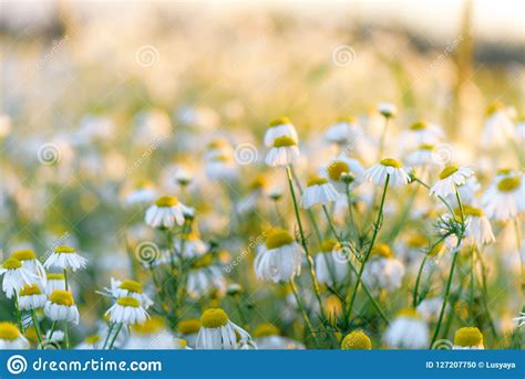 Summer Natural Background Field Of Chamomiles Blurred Bokeh Wildflower