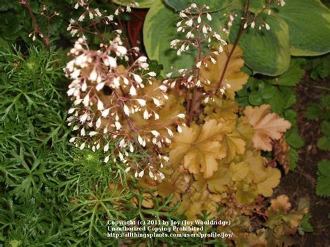 This clumping variety performs well in moderate droughts and. Coral Bells (Heuchera 'Amber Waves') in the Coral Bells ...