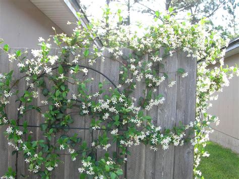 14 why does jasmine flowers bloom at night? Night Blooming Jasmine | Violet garden, Backyard plants ...