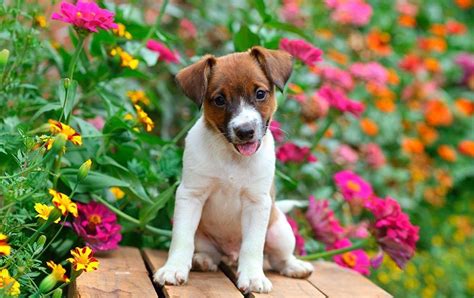 Mums do contain substances that are toxic to cats, dogs, and horses if ingested, so be sure to keep this in mind when choosing a location that might be explored by curious pets. Beautiful Flowers and Cute Puppies... Are Plants Toxic to ...