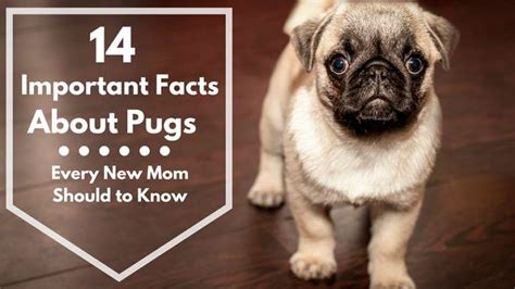 Facts About Pugs Pug Facts Pugs Important Facts