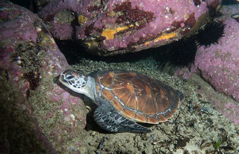 Green Turtle Chelonia Mydas Marineexplorer Today S Doub Flickr