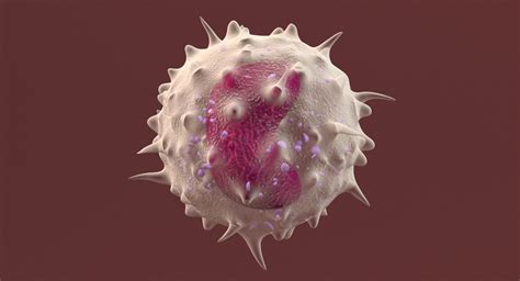 3d White Blood Cell Monocyte Turbosquid 1325725