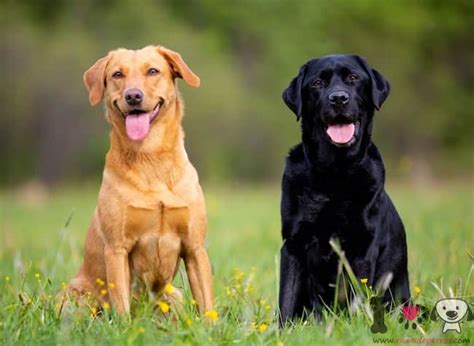 150 Nombres Para Perros Labradores Actualizado 2023