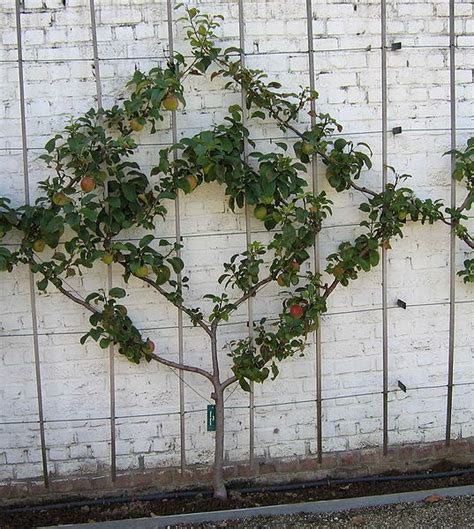 In the first season, water regularly as you would any fruit tree, twice a week or more in hot weather. 140 best Gardening - Cordons, Espaliers and Fans images on ...