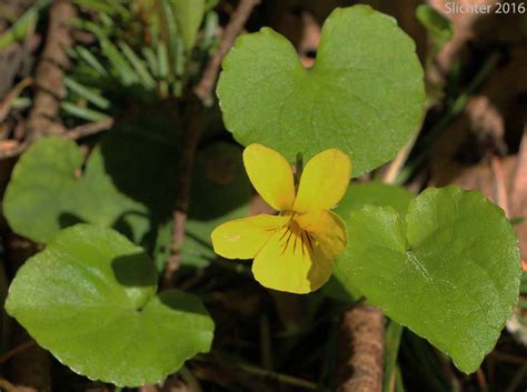 Evergreen Violet Redwood Violet Redwoods Violet Viola Sempervirens