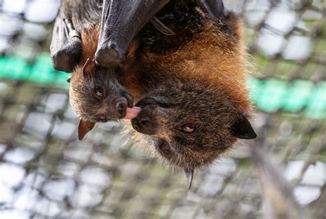 Bat Pups Babble And Bat Moms Use Baby Talk Hinting At The Evolution Of