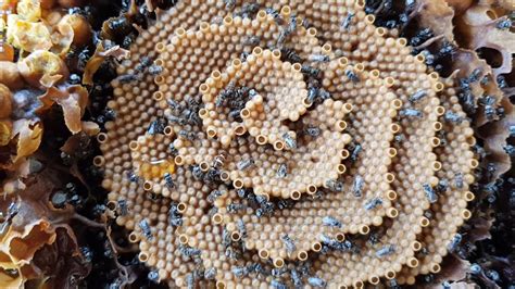 Natgeo Veja Como Estas Abelhas Constroem Colmeias Espiraladas Bee Movie Stingless Bees Ant