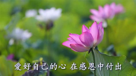 慈濟美國教育志業目前有社會教育推廣、人文學校與人文班、大愛小學 great love elementary school、大愛幼兒園 great lve preschool等教育體系. 慈濟歌曲 感恩尊重愛 (2016觀音蓮花篇Lotus flower) - YouTube