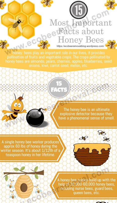 Know Some Important Facts About Honey Bees Visually Honey Bee Facts Bee Facts Bee