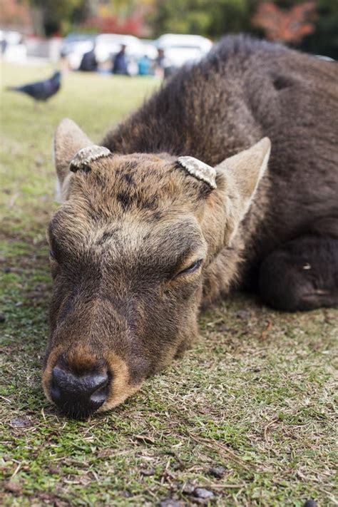 Big Sika Male Deer Cut Antler Sleep And Lying In The Park Stock Photo