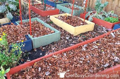 Plant it around artichokes, onions, carrots, broccoli, cabbage, and beets as an effective weed barrier. Choosing The Best Mulch For Vegetable Gardens - Get Busy ...
