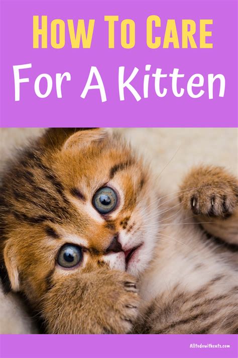 How To Care For A Kitten From Newborn Up To The First Few Months