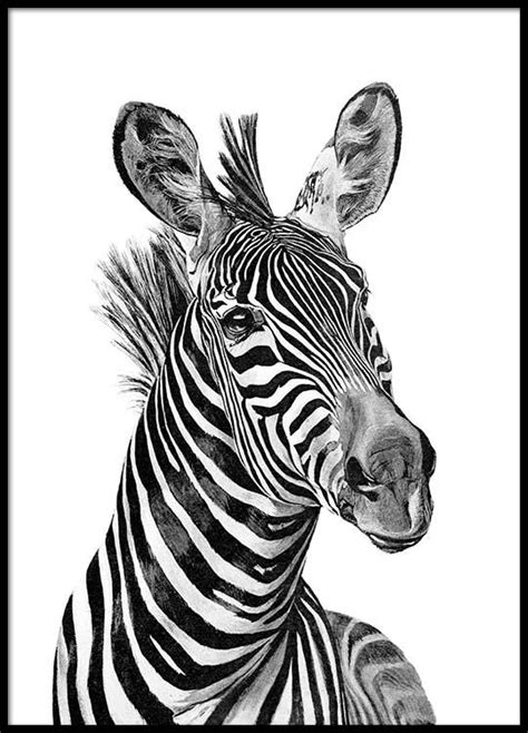 Zebra Black And White Poster