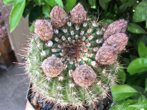 Prickly pears are a subgroup of opuntia, identified by their wide, flat, branching pads, and are often called nopal cactus or paddle cactus. Cactus 🌵 | Cactus, Flowers, Plants