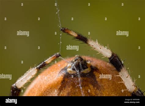 Spinnerets Of Orb Weaver Spider Stock Photo Alamy
