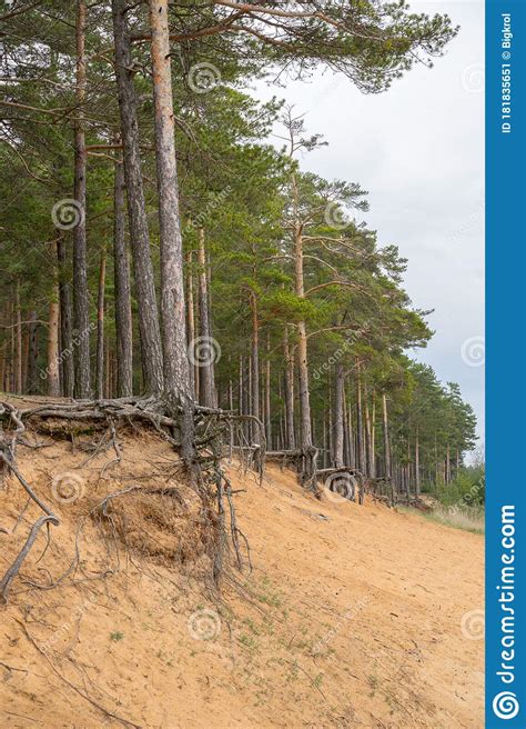 Pine Trees With Gnarled Roots Growing On The Slope Exposed To Soil