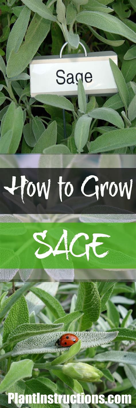 Sage, (salvia officinalis), aromatic herb of the mint family (lamiaceae) cultivated for its pungent sage is native to the mediterranean region and is used fresh or dried as a flavouring in many foods. How to Grow Sage | Sage plant, Growing herbs, Growing blackberries