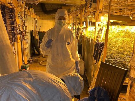 Berauschender Fund Polizei Entdeckt Riesige Indoor Hanfplantage Mopo