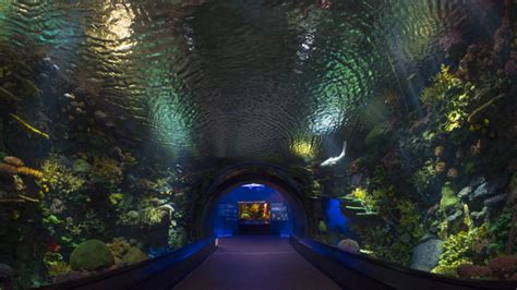 Aquarium With Underwater Tunnel Near Me Aquarium Views