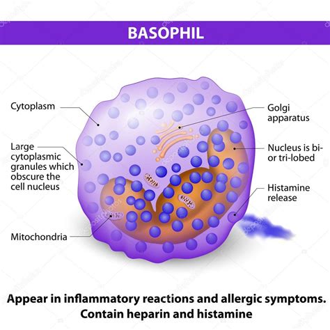 Basophil Diagram