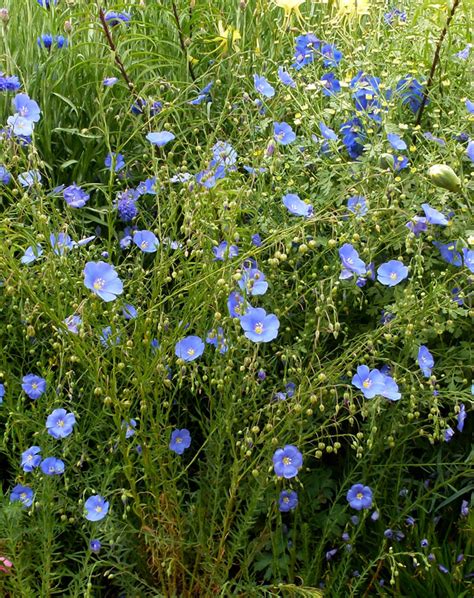 Linum Lewisii Blue Flax Buy Online At Annies Annuals