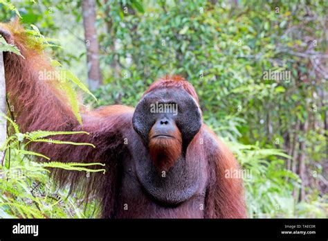 Bornean Orangutan Pongo Pygmaeus Pygmaeus Adult Male Walking On The