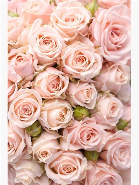 Blush Pink Rose Flowers Poster By Newburyboutique