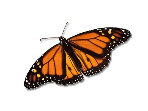Monarch Butterfly Png Transparent Images Png All