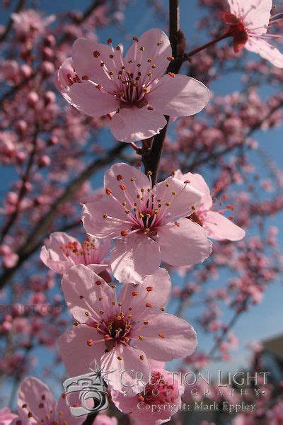 Flowering Cherry Tree Pink Blossoms Creation Light Photography