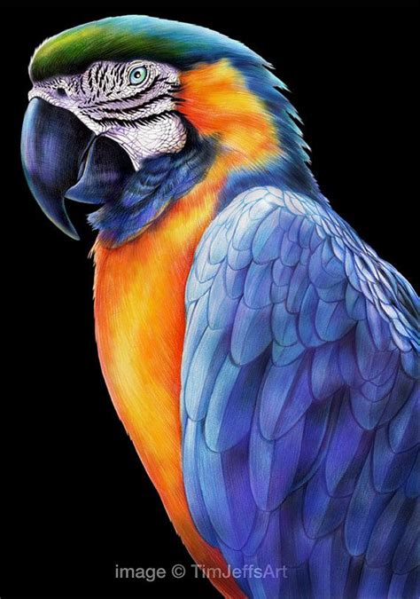Macaw 2 Colored Pencil Drawing Parrot Painting Parrot Drawing