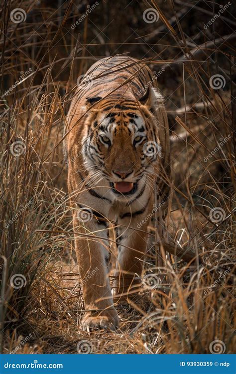 Bengal Tiger Walks Towards Camera In Grass Stock Image Image Of